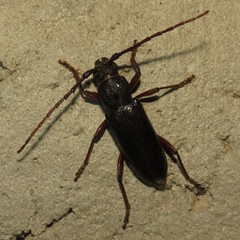 Enaphalodes seminitidus