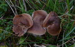 Cuphophyllus colemannianus