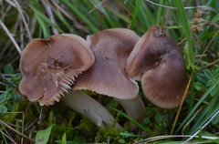 Cuphophyllus colemannianus