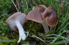 Cuphophyllus colemannianus