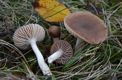 Cuphophyllus colemannianus