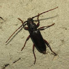 Enaphalodes seminitidus