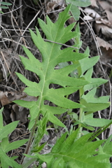 Cirsium serrulatum