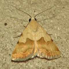 Bandelia angulata