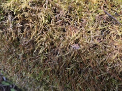 Entodon cladorrhizans