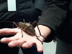 Deinacrida heteracantha