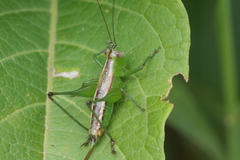 Conocephalus ochrotelus