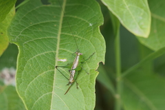 Conocephalus ochrotelus