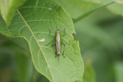 Conocephalus ochrotelus