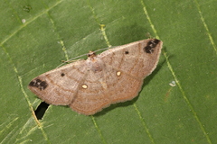 Parilexia cermala