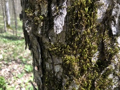 Leucodon andrewsianus