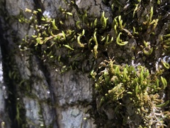 Leucodon andrewsianus