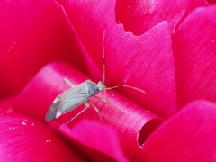 Closterotomus annulus