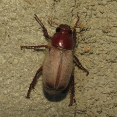 Listrochelus scoparius