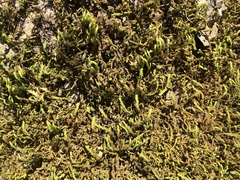 Leucodon andrewsianus