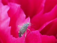 Closterotomus annulus