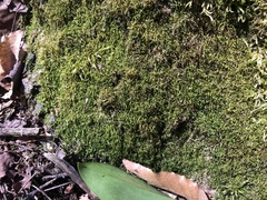 Sciuro-hypnum reflexum