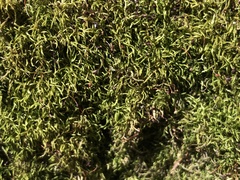 Sciuro-hypnum reflexum