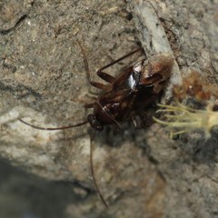 Eustictus