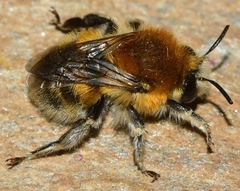Eucera