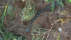 Sistrurus tergeminus