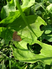 Satyrium pruni
