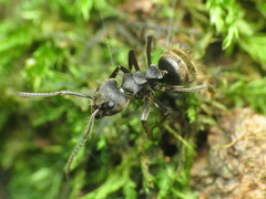 Dolichoderus bispinosus