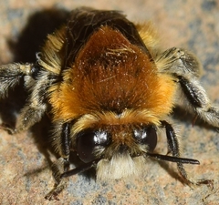 Eucera
