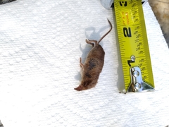 Sorex longirostris