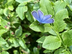 Cyaniris semiargus