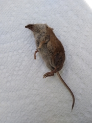 Sorex longirostris