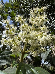 Miconia plethorica