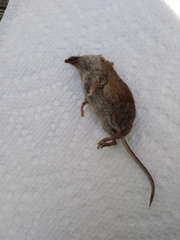 Sorex longirostris