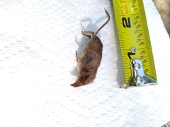 Sorex longirostris