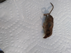 Sorex longirostris