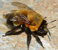 Anthophora hispanica