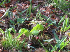 Asarum canadense canadense