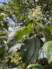 Miconia plethorica