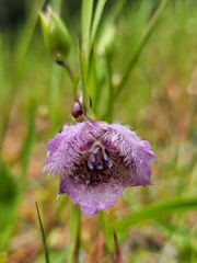 Calochortus tolmiei