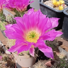 Echinocereus cinerascens
