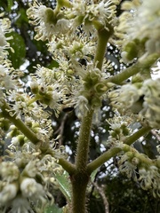 Miconia plethorica
