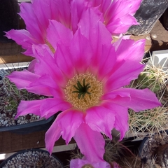 Echinocereus cinerascens