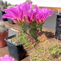 Echinocereus cinerascens