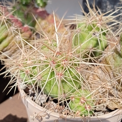 Echinocereus cinerascens