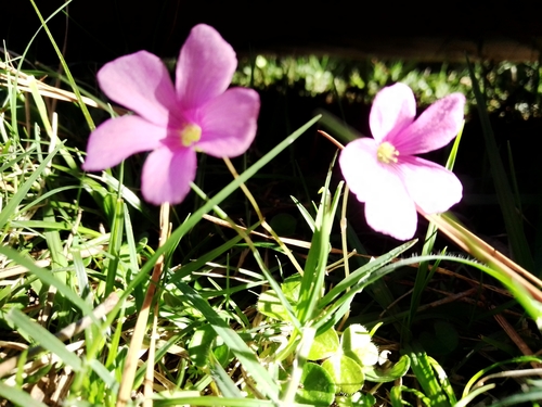 Image of Oxalis hispidula by no rights reserved
