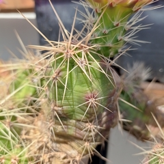 Echinocereus cinerascens