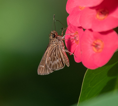 Vehilius stictomenes