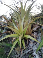 Aechmea recurvata