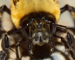 Anthophora hispanica