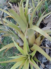 Aechmea recurvata